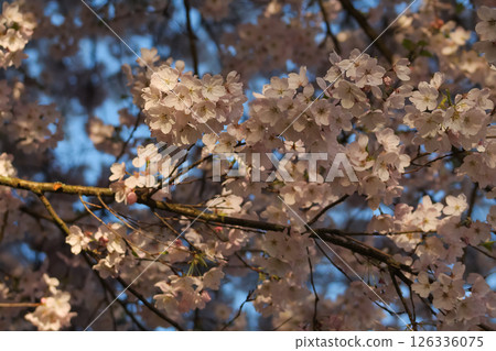 Flowering Pink Cherry Blossom Branches And Flowers In Beautiful Detail 126336075
