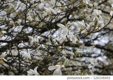 Beautiful White Kobus Magnolia Blossoms 126336083