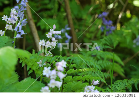 Elegant Spanish Bluebells Herald Springtime  126336091