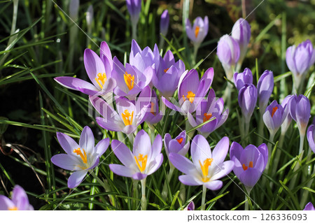 Beautiful Bunch Of Woodland Crocuses Beautiful Bunch Of Woodland Crocuses 126336093