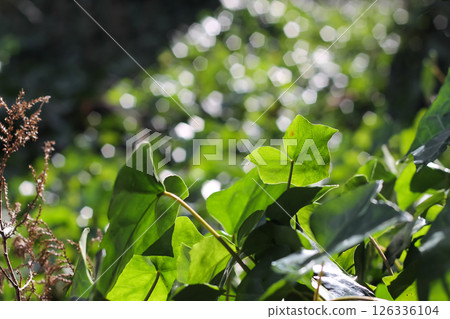 Leaves Of The Invasive English Ivy Leaves Of The Invasive English Ivy 126336104