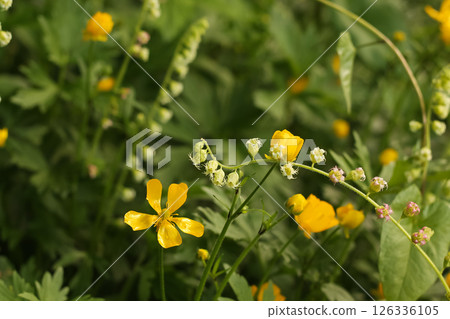 The Fringecups And The Buttercups 126336105