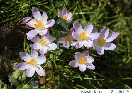 Beautiful Bunch Of Woodland Crocuses Beautiful Bunch Of Woodland Crocuses 126336109