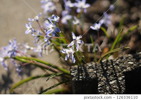 The Lovely Short Lived Flowering Lucile's Glory-Of-The-Snow 126336110