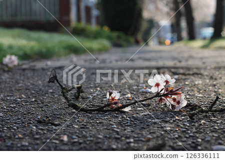 Fallen Flowering Plum Twig With Cluster Of Blooms  126336111