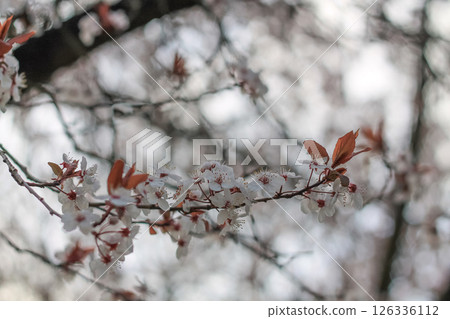 Tiny Japanese Plum Blossoms And Branches Tiny Japanese Plum Blossoms And Branches 126336112