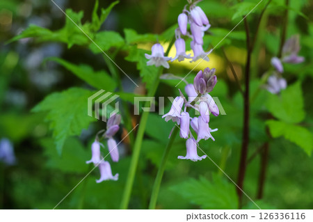 Elegant Spanish Bluebells Herald Springtime  126336116
