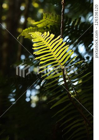 Swordfern Lit Up With Dappled Sunlight 126336120