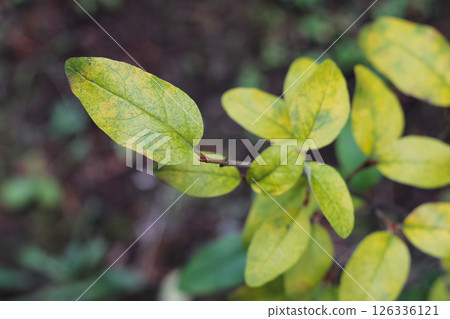 Buffaloberry Foliage Turning Autumn Color 126336121