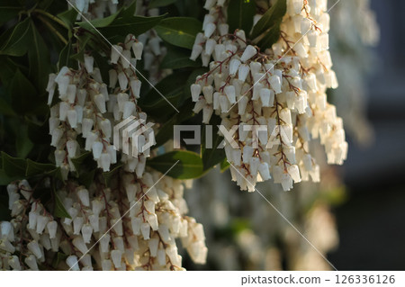A Japanese Andromeda's Cascading White Blossoms 126336126