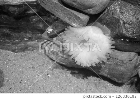 Sea anemone 126336192