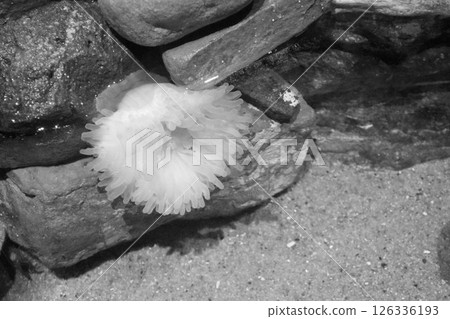 Sea anemone 126336193