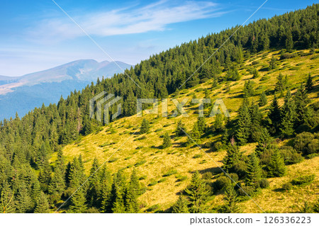 travel background of carpathian mountain landscape in summer. spruce forest on the hillside in the forenoon. picturesque scenery of rakhiv district on a sunny day 126336223