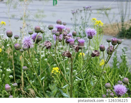 Among herbs in the wild grows and blooms field thistle Cirsium arvense. Among herbs in the wild grows and blooms field thistle Cirsium arvense. 126336225