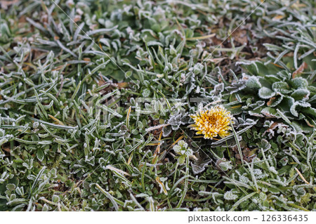 Frosted Dandelion In A Short Lawn Frosted Dandelion In A Short Lawn 126336435