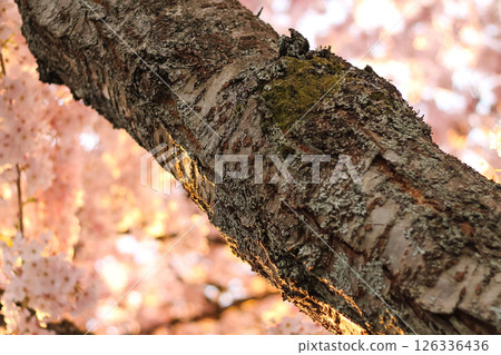 Close-Up Of Bark On A Large Flowering Cherry  126336436