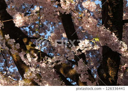 Flowering Pink Cherry Blossom Branches And Flowers In Beautiful Detail 126336441