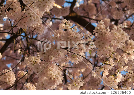 Flowering Pink Cherry Blossom Branches And Flowers In Beautiful Detail 126336460