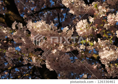 Flowering Pink Cherry Blossom Branches And Flowers In Beautiful Detail Flowering Pink Cherry Blossom Branches And Flowers In Beautiful Detail 126336461