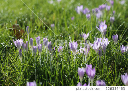 Early Crocuses In Dew-Tipped Grass Early Crocuses In Dew-Tipped Grass 126336463