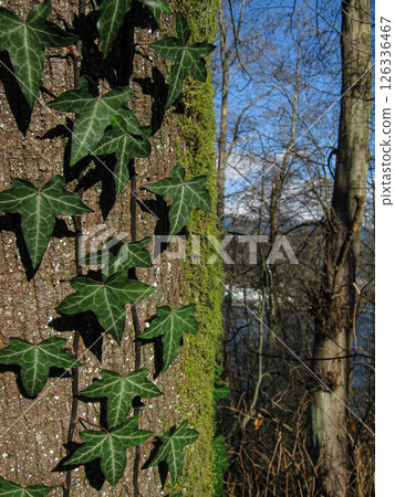 English Ivy Climbing A Tree In Winter 126336467