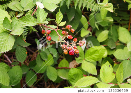 Himalayan Blackberry Leaves And Fruits 126336469