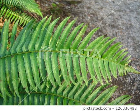 Beautiful Western Swordfern Fronds In The Forest 126336488