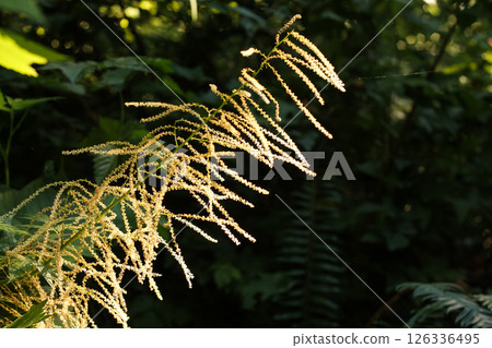 Goat's Beard Flowers In Afternoon Sun 126336495
