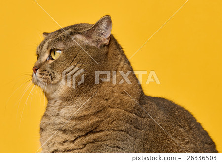 Portrait of an adult gray straight-eared cat in profile on a bright yellow background 126336503