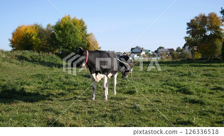 A picturesque and serene view of a cow peacefully grazing in a lush, vibrant green field beneath clear, blue skies 126336518