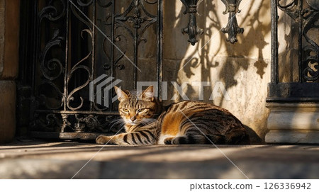 Stray cat resting by ornate wrought iron gate in warm sunlight. Atmospheric urban photography of tabby cat against vintage architectural details with dramatic shadows Stray cat resting by ornate wrought iron gate in warm sunlight. Atmospheric urban photography of tabby cat against vintage architectural details with dramatic shadows 126336942