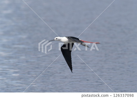 飛行中的黑翅長腳鷸 126337098