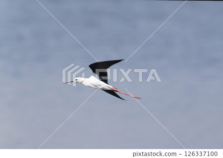 飛行中的黑翅長腳鷸 126337100