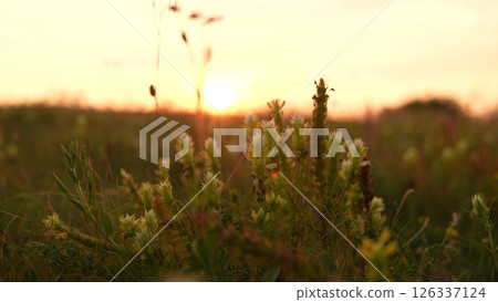 Sunset over blooming meadow, Golden hour in nature, Peaceful wildflowers at dusk, Sunrise field with dewy flowers, Wild meadow bathed in evening light, Tranquil rural landscape at sunset, Soft 126337124