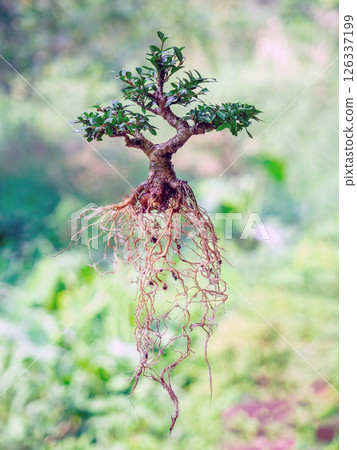 Wash the roots of the Chinese buttonbush before changing the pot. Steps for creating a bonsai. 126337199