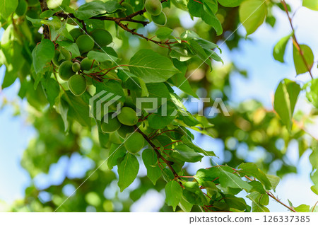 Unripe green apricots growing on tree branch in sunlight. 126337385
