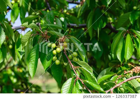 Unripe green sweet cherries growing on leafy tree branch. Unripe green sweet cherries growing on leafy tree branch. 126337387