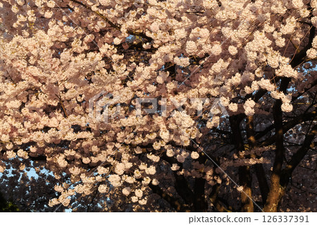 Tree Detail And Backdrop Of Japanese Flowering Cherry Tree Detail And Backdrop Of Japanese Flowering Cherry 126337391