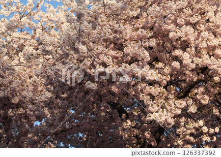 Tree Detail And Backdrop Of Japanese Flowering Cherry Tree Detail And Backdrop Of Japanese Flowering Cherry 126337392