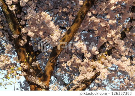 Tree Detail And Backdrop Of Japanese Flowering Cherry 126337393
