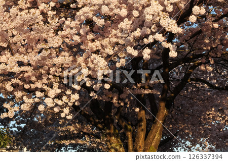 Tree Detail And Backdrop Of Japanese Flowering Cherry Tree Detail And Backdrop Of Japanese Flowering Cherry 126337394