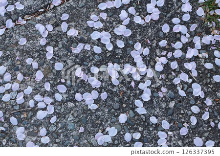 Flowering Cherry Flower Petals Littering The Street Flowering Cherry Flower Petals Littering The Street 126337395