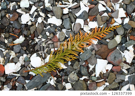 Sprig Of Cedar On A Harbor Beach 126337399