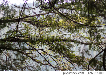 The Silhouetted Reflections Of A Western Red Cedar The Silhouetted Reflections Of A Western Red Cedar 126337400