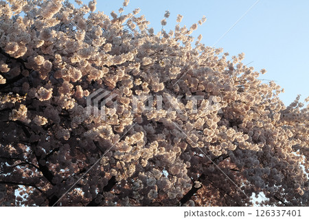 Tree Detail And Backdrop Of Japanese Flowering Cherry 126337401