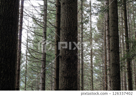 Vertical Lines Of Deep Coniferous Forest Vertical Lines Of Deep Coniferous Forest 126337402
