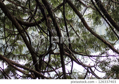 Graceful Branches Of The Western Red Cedars 126337403