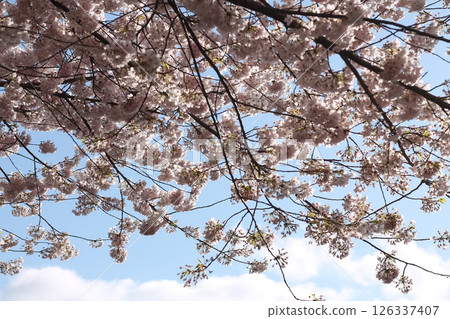 Tree Detail And Backdrop Of Japanese Flowering Cherry 126337407