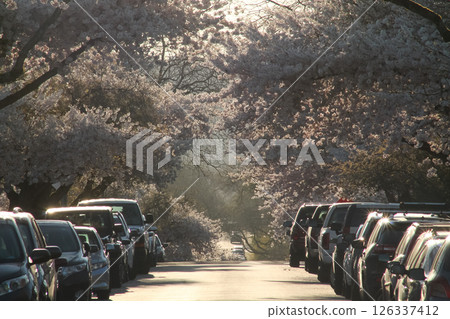In Full Bloom Over A Car-Lined Neighborhood Street 126337412