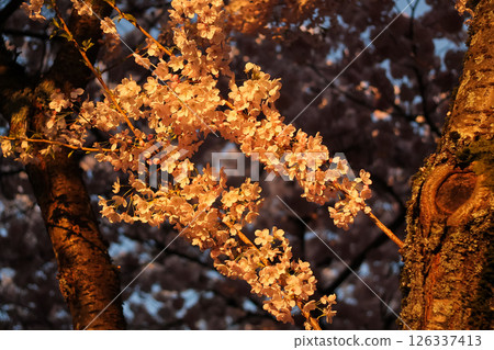 Flowering Japanese Cherry Blossoms At Golden Hour 126337413